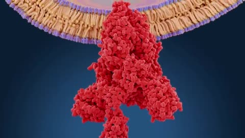The COVID vaccine