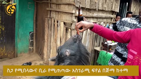 Ethiopian Meat Eater Goat