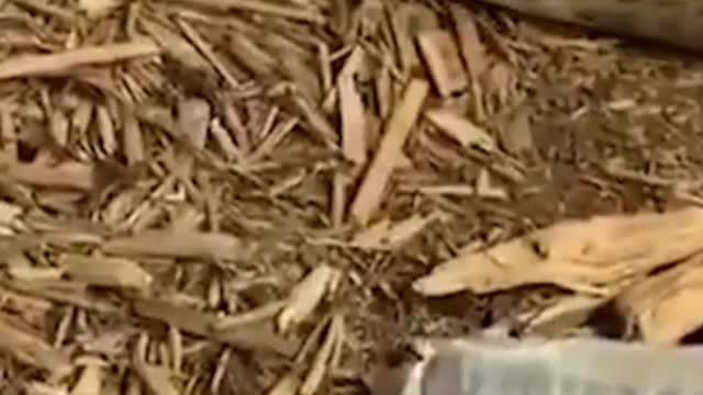 Watch a king cobra shed its skin