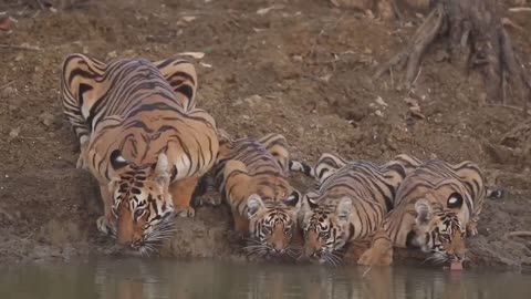 Tiger mother with three small out drinking water, see the tiger mother strong lines