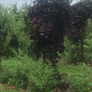 Weeping redbuds at Highland Hill Farm near Doylestown pa.