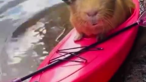 Cute Hamster Goes For a Boat Ride