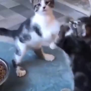 Cutest Try not to Laugh Kittens & Pups-3