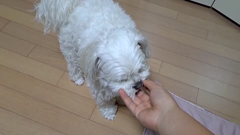 puppy eating snacks