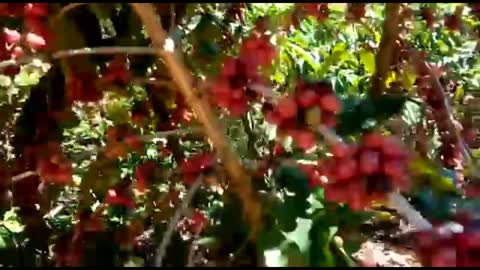 COFFEE FARMING IN BRAZIL 2