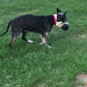 Senior dog acting like a puppy!