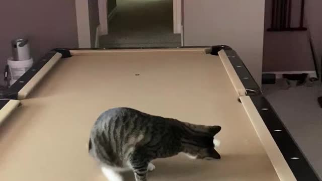 Yoshi the pool shark