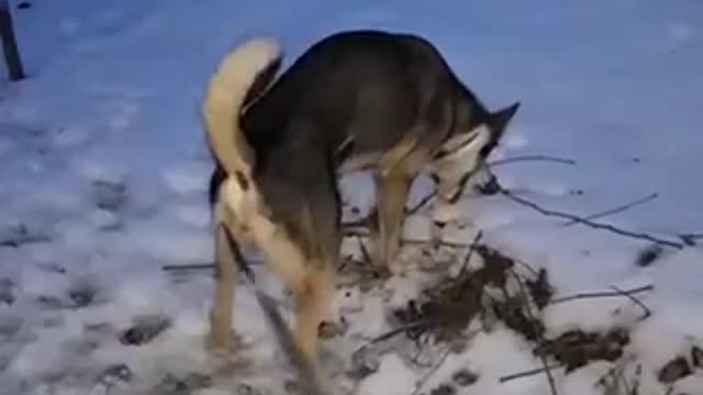 Dog want to walk