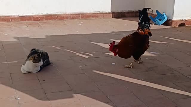 Try not to laugh Funny rooster chasing cats 😃😂😂