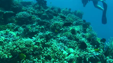 NO SOUND - Coral reef and fishes in Bohol