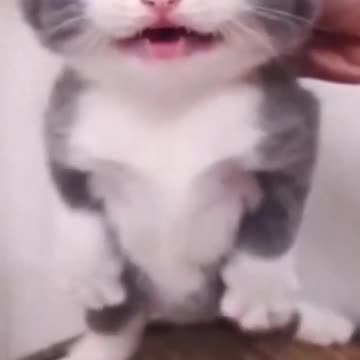 Funniest_Videos_2023_😂_Funny_Cats_🐱_#cute_#cat_#short_#137(480p)