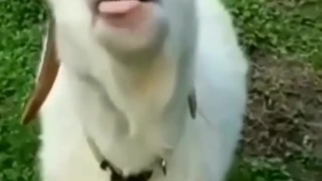 Viral Cute animals prank videos funny animals