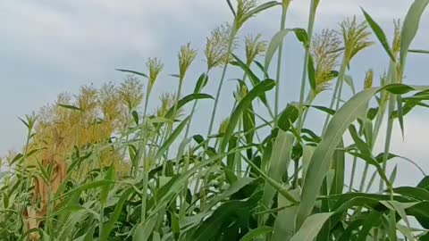 These plants grow very tall