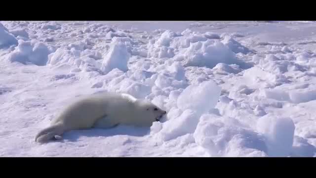 Sea lions and seals