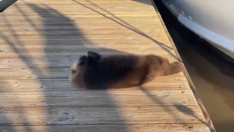 Baby Otter Rolls Down Wooden Dock to Its Mother