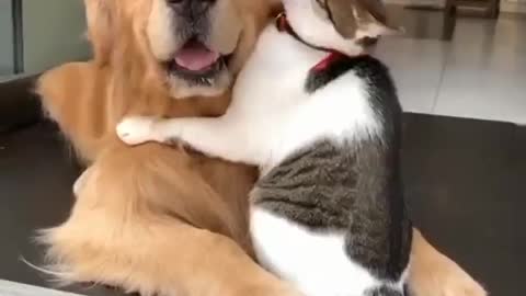 Never seen such love of dog and cat