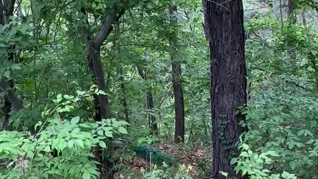 peacock walking in the mountain