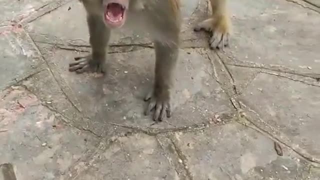 Monkey VS Human