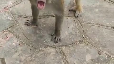 Monkey VS Human