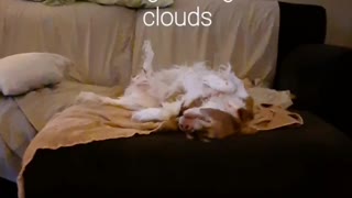 Doggo Prancing through the Clouds