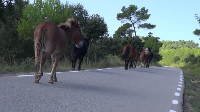 Le cheval est un animal quadrupède