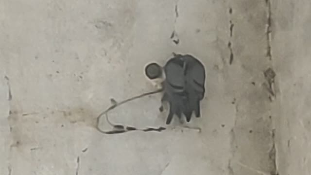 पक्षी प्रेमी