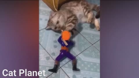 Funny Cats Video Compilation - 2021