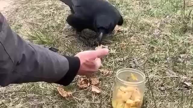 Feeding a bird