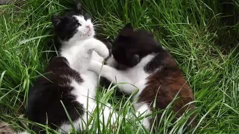 The cat is giving a lot of love to his friend