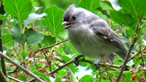 Tufted Titmouse