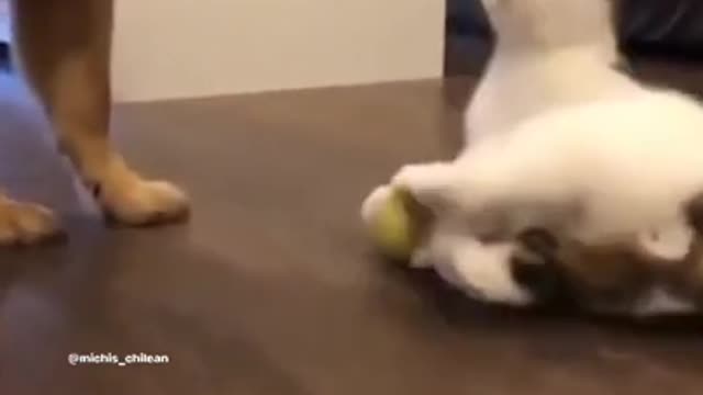 Funniest cat and dog video