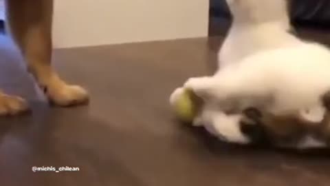 Funniest cat and dog video