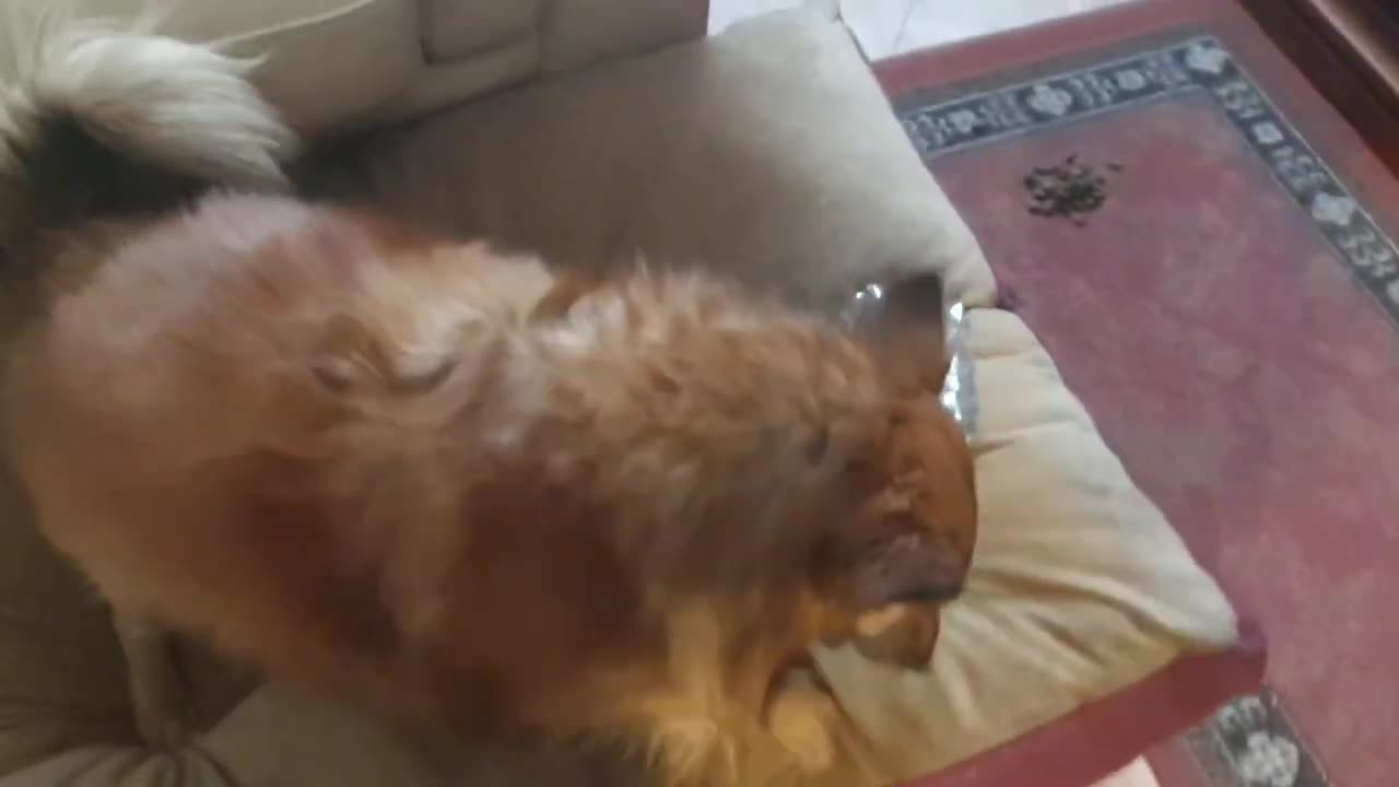 La la dog bottle opener 🍾