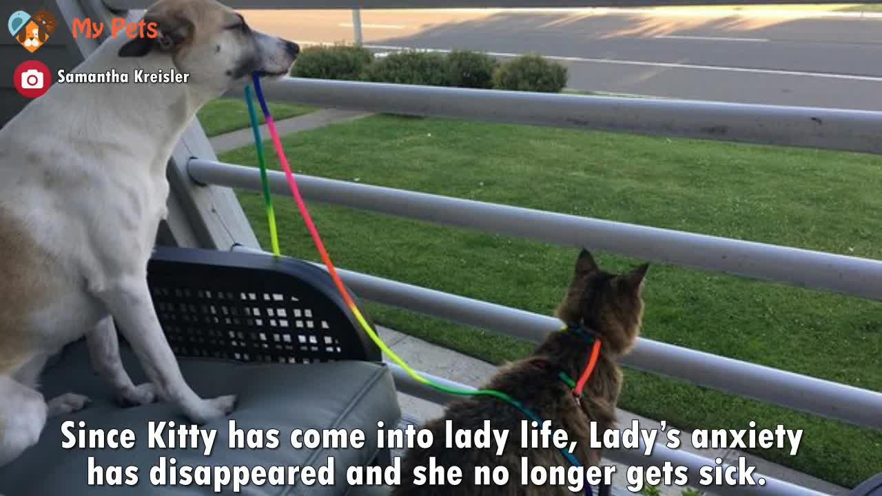 lady adopted the saddest dog in the shelter she figured out a solution for the dog anxiety