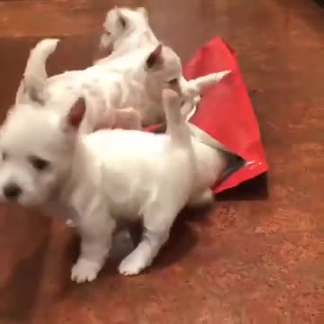 Funny puppies