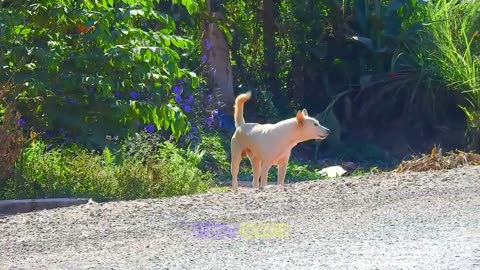 "Box Prank Madness: See Dogs' Hilarious Reactions Till the End!"