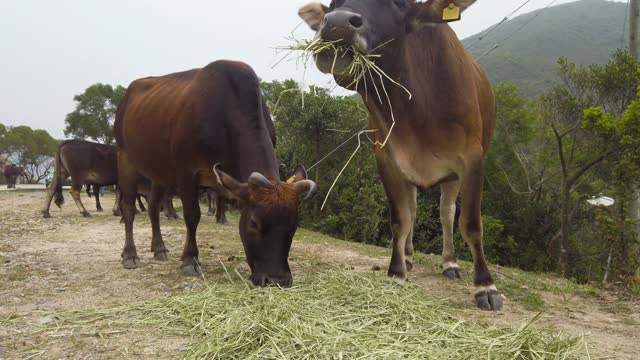 Herd of Cows grazing #rumbleviral #rumble #petstv