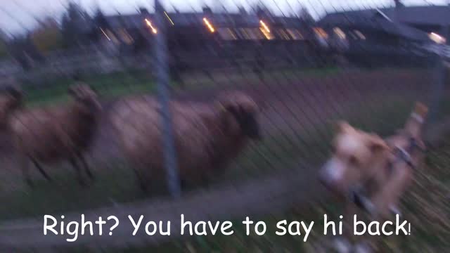 Sheep Stand in Line To Meet Dog