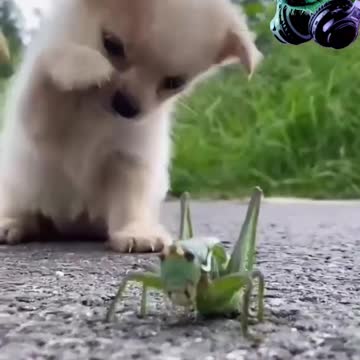 Grasshopper and dog baby are running || My love cute puppy 🥰The world of my love😘 Omg so lovely 😍