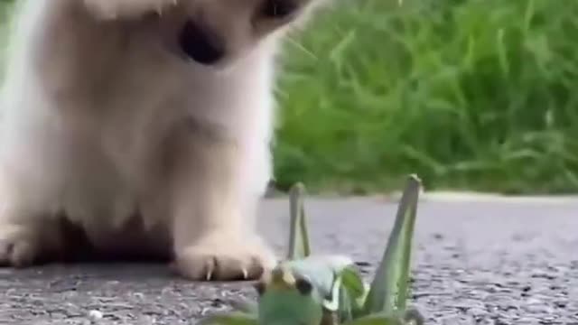 Grasshopper and dog baby are running || My love cute puppy 🥰The world of my love😘 Omg so lovely 😍