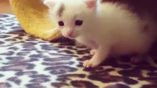 New Born Kittens Afraid to Go Out