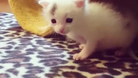 New Born Kittens Afraid to Go Out