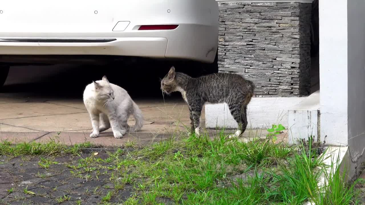 two cats about to face each other what will happen to them ...