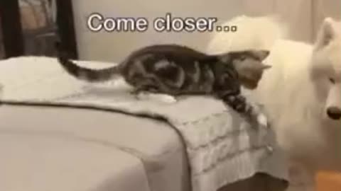 My dog love with cat 🐈🐱