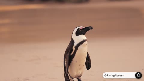 "Adorable Animal Antics: Funny and Heartwarming Moments"