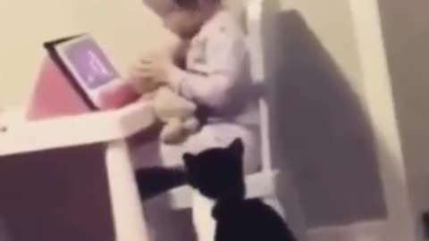 Cat and baby trust lovely video