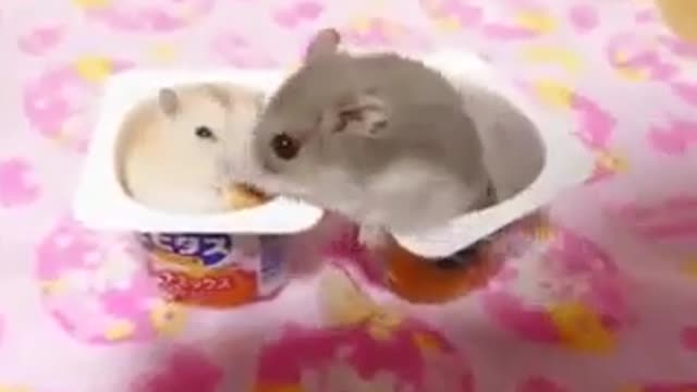 Cute & Funny