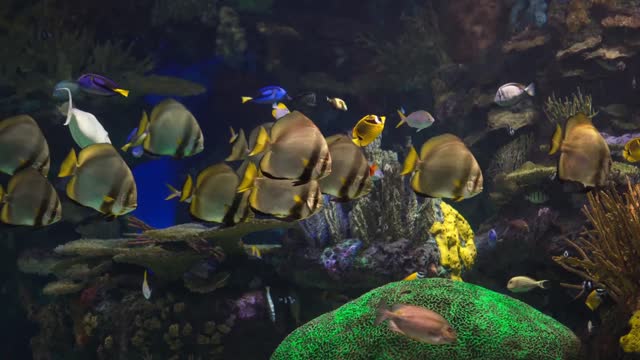 🐠 Beautiful Coral Reef Fish 🐠 Relax Water 🐠 4K UHD Screensaver. 🐠 Aquarium.