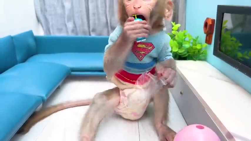 funny monkey