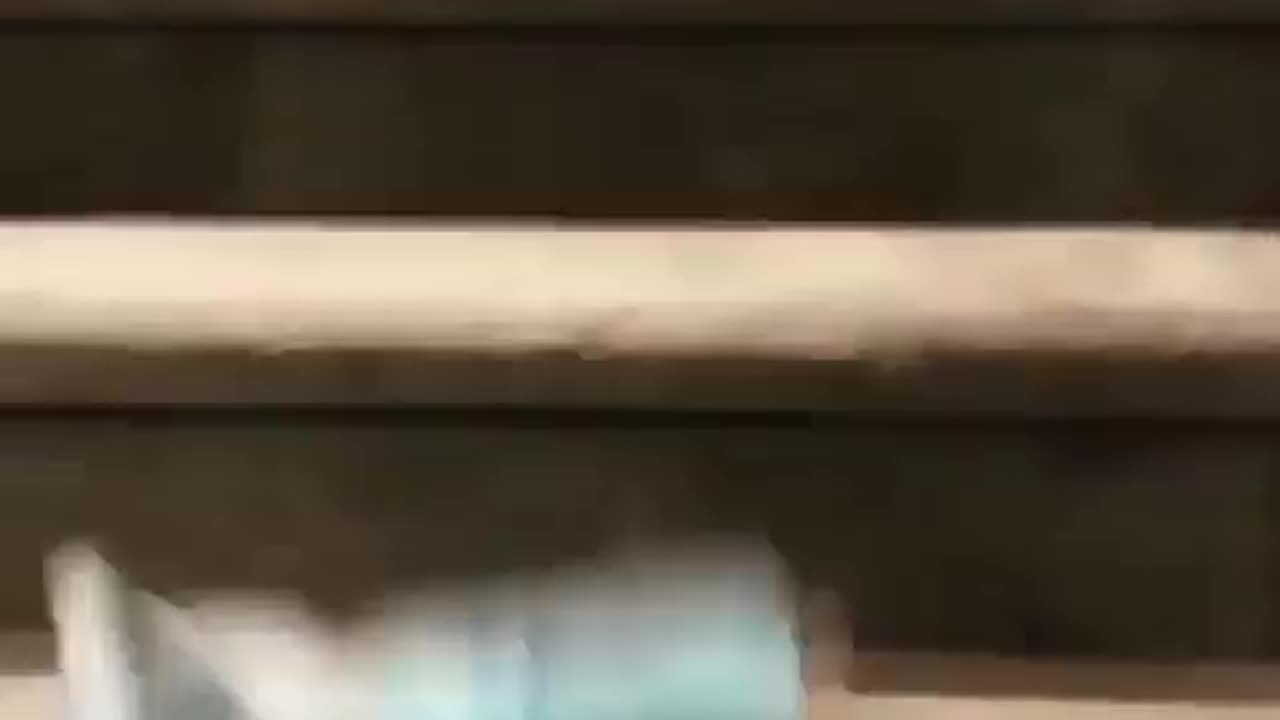 Poor doggy falls stairs